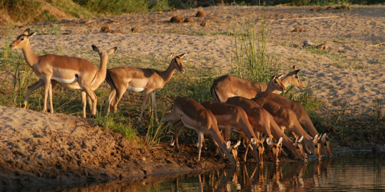 Watering Hole Attack