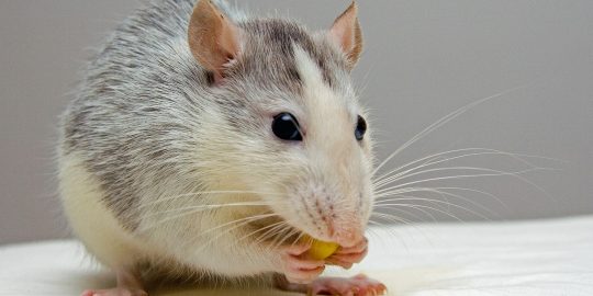 Cardinal RAT