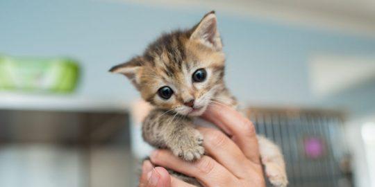 charming kitten iran phishing apt