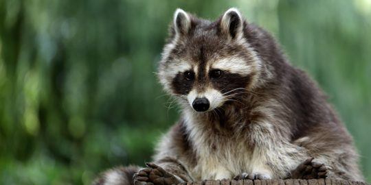 raccoon malware analysis