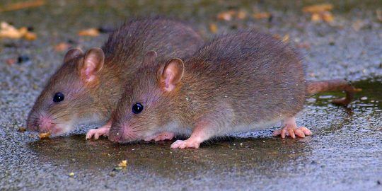 wsh rat revenge rat double threat