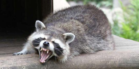 raccoon malware email gateway