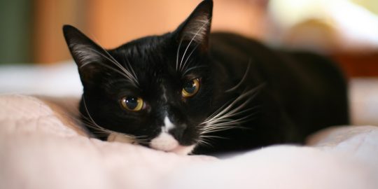 apache tomcat security bug