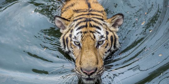 intel tiger lake cpu protection