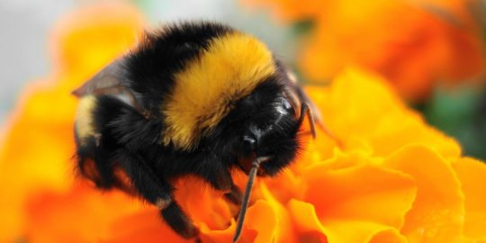 bumblebee xhunt web shell
