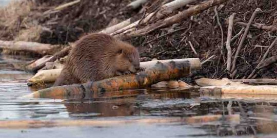 beaver in the wild