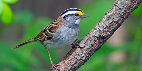 sparrow malware
