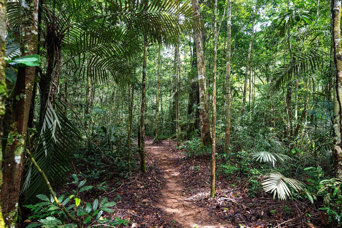 Джунглями Амазонии, часть 1: первый контакт, краткий курс выживания и бабочка-монстр.