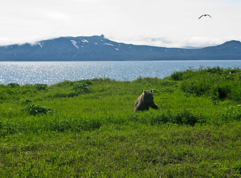 Bear Field Landscape