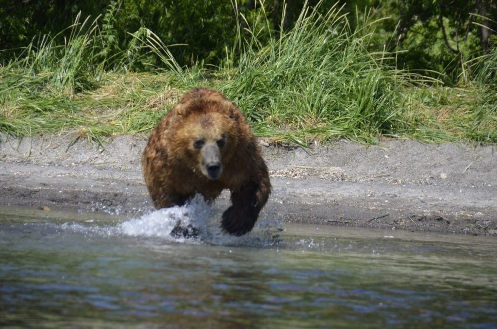 Bear in the Water