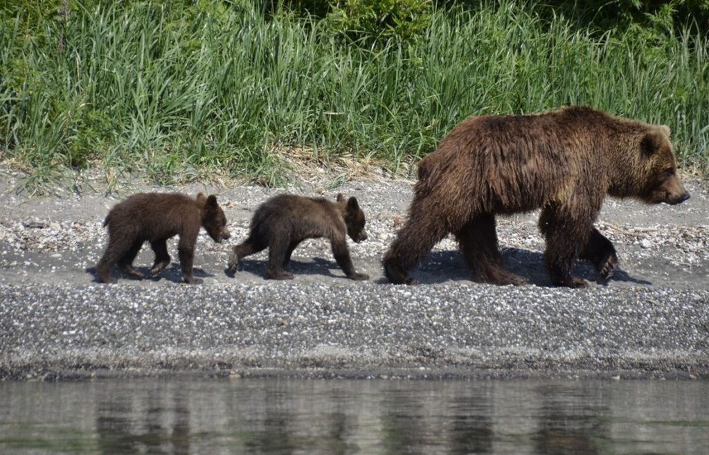 Mother Bear With Children