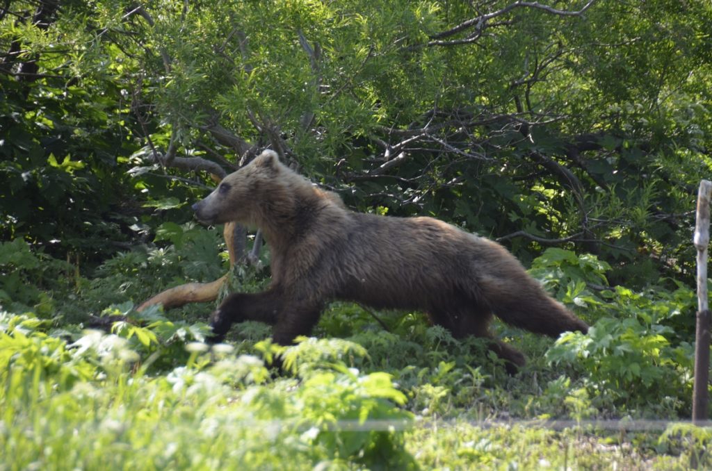 Bear Running