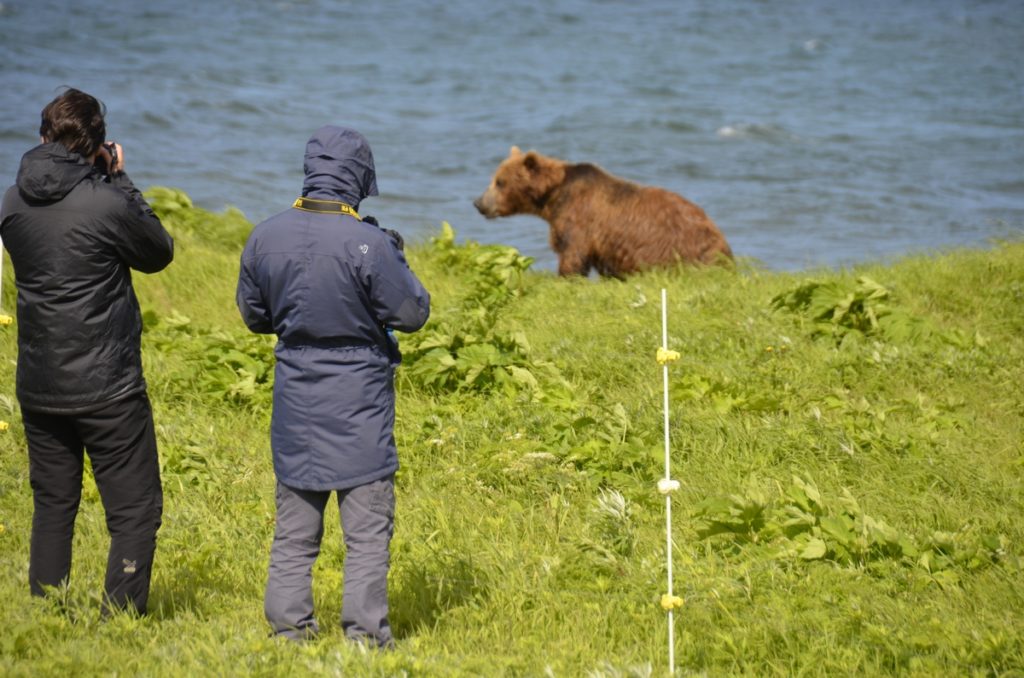 Bear Observers