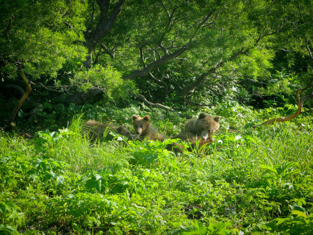 Bears in the Brush