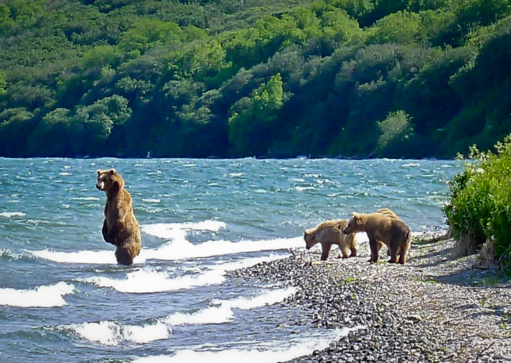 Bear on the Shore