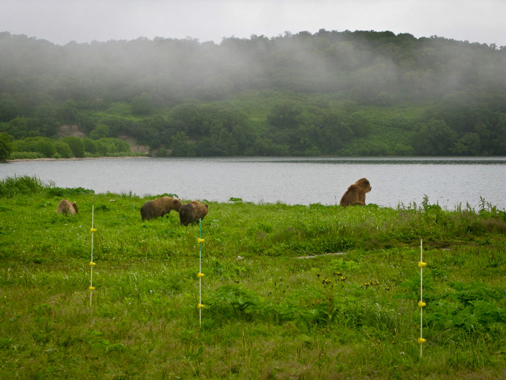 Bears in the Mist