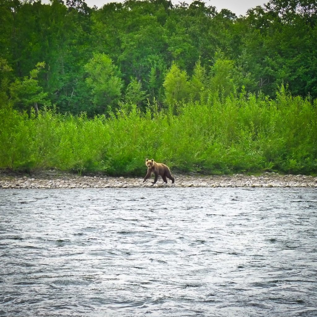 Kamchatka Bear