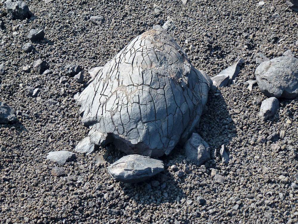 Volcanized Turtle