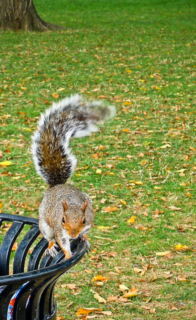 Washington DC Squirrel