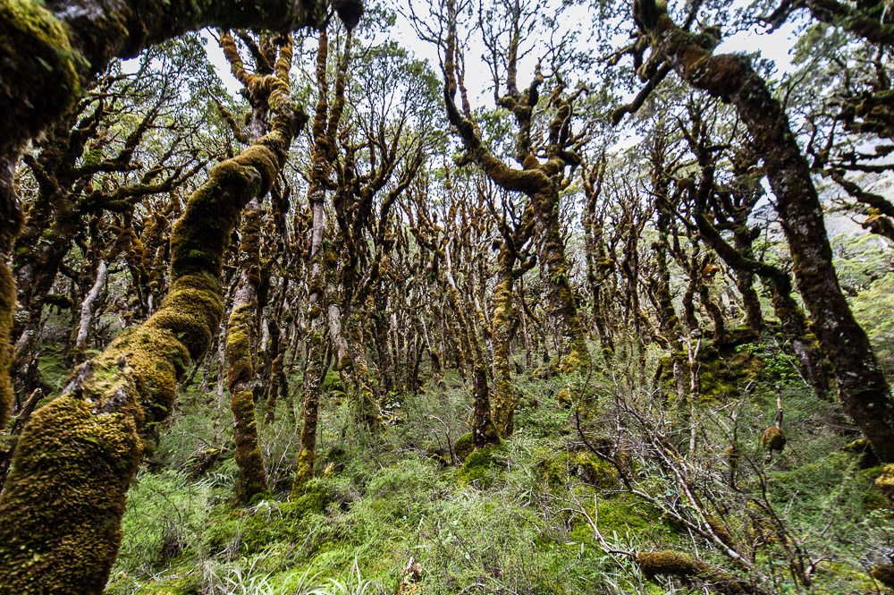 New Zealand