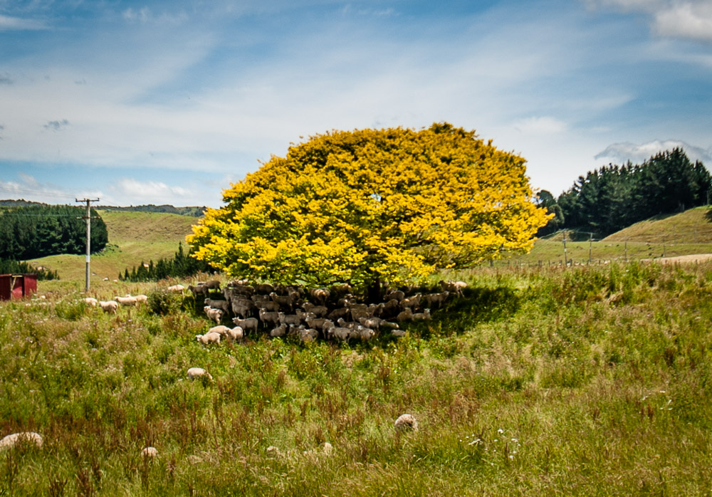 New Zealand