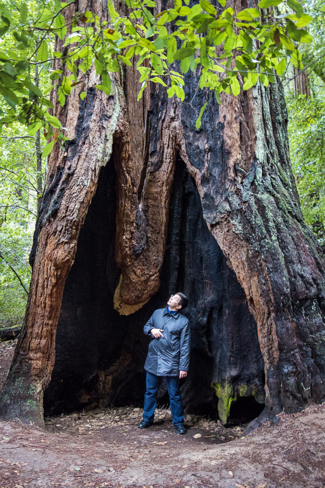 Eugene Kaspersky goes Big Basin Redwoods State Park Nota Bene