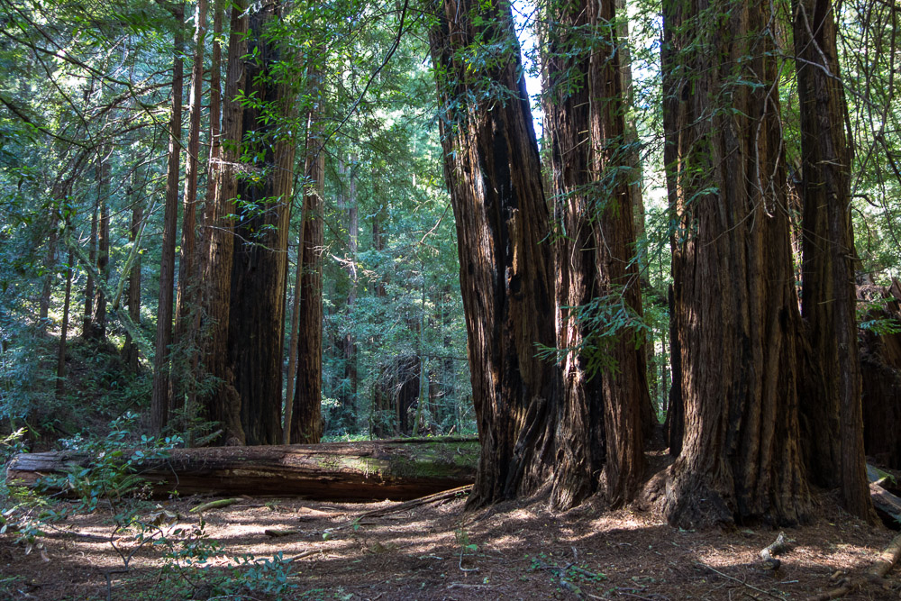 San Francisco, Muir Woods