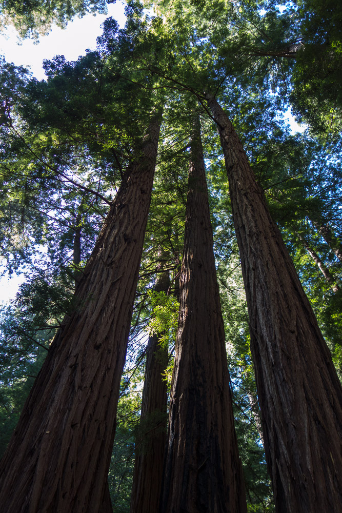 San Francisco, Muir Woods