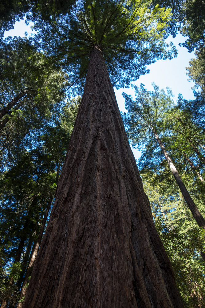 San Francisco, Muir Woods