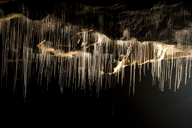 Waitomo Caves, Glowworm, New Zealand