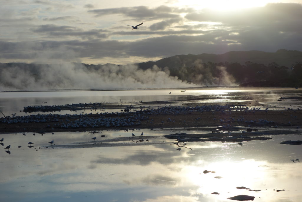 New Zealand - Rotorua