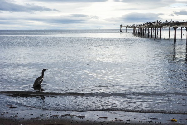 Ship spotting at Punta Arenas, Chile