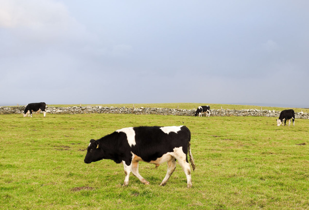 Western Ireland, Cliffs of Moher