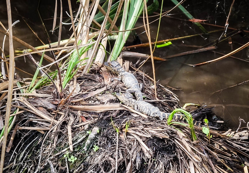 Florida, Everglades National Park