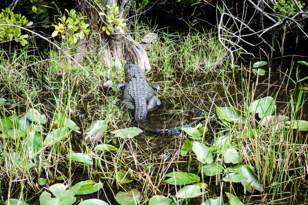 Florida, Everglades National Park