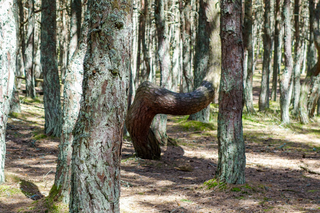 I see the strong Henry Moore influence at once )