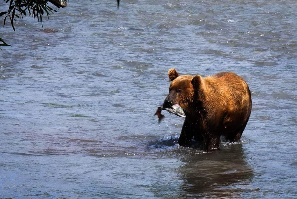 kamchatka-walk-with-bears-31