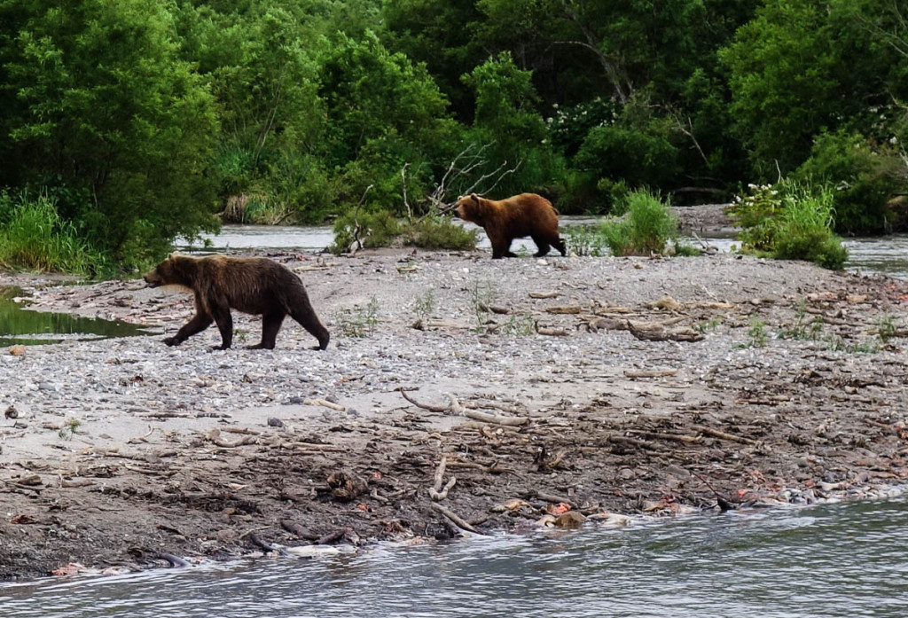 kamchatka-walk-with-bears-5