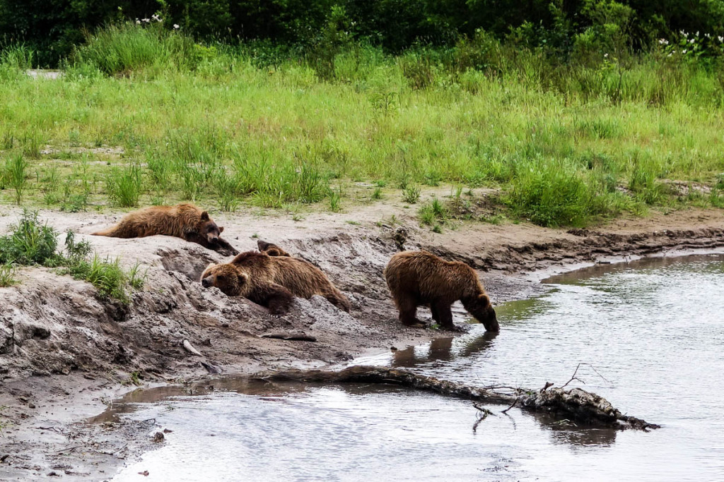 kamchatka-walk-with-bears-4