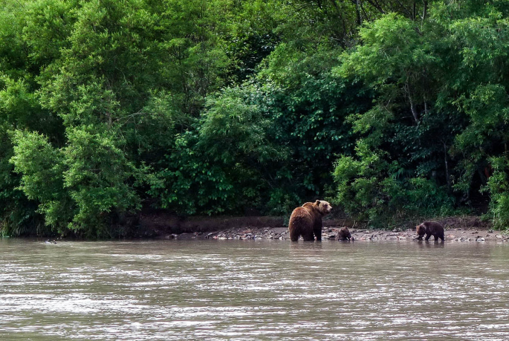 kamchatka-walk-with-bears-3