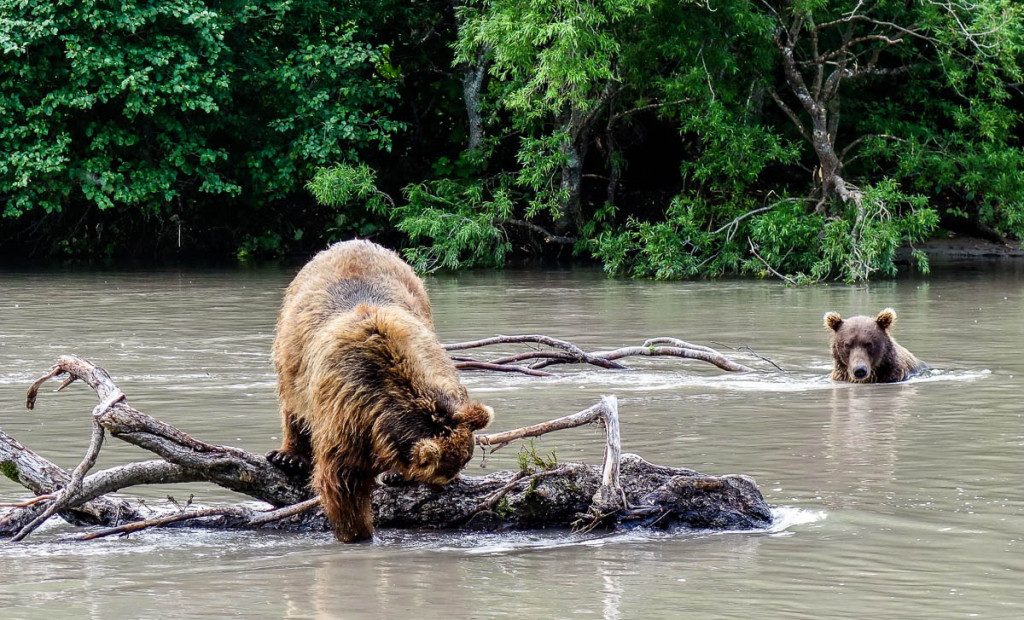 kamchatka-walk-with-bears-2