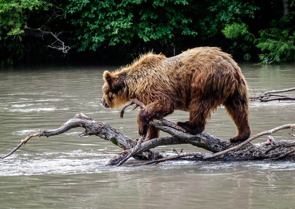 kamchatka-walk-with-bears-1