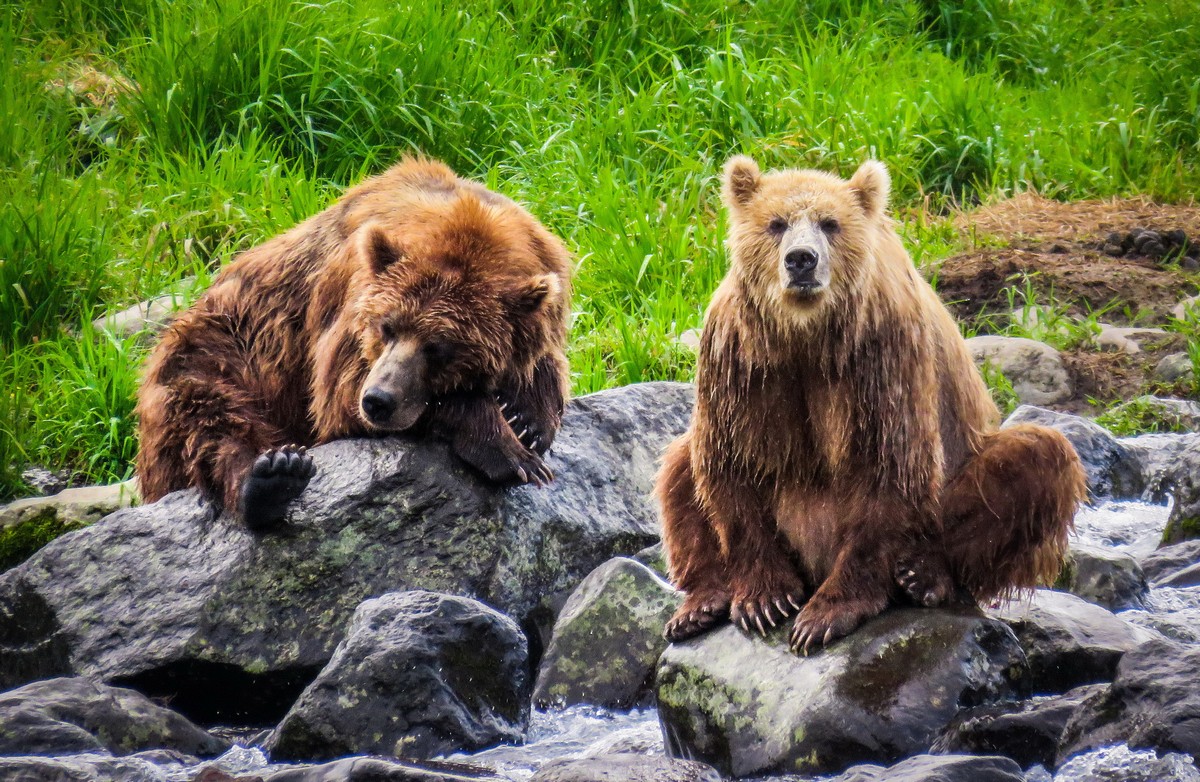 Камчатский бурый медведь фото The kings of Kamchatka. Nota Bene: Eugene Kaspersky’s Official Blog