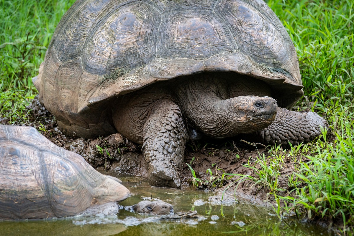 GALÁPA-GOSH – PT. 5: IF YOU CAN SURVIVE HUMANS LIKES GIANT TORTOISES ...