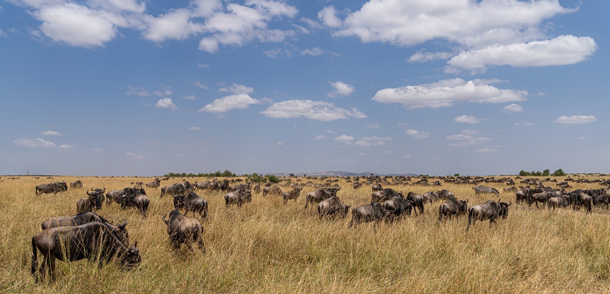 A massive animal migration is still happening in the Maasai Mara